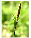 A rare plant