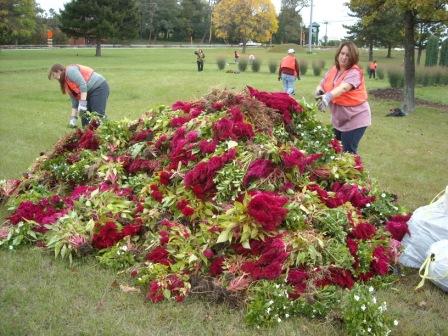 Mound of Celosia flowers at the Green Tree Interchange garden pull-out, 2009