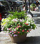 Summer planter, 2011