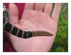 Massasauga rattle